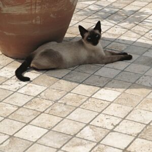Senini Stone srl | TRAVERTINO ETRUSCO 10 X 10 TUMBLED